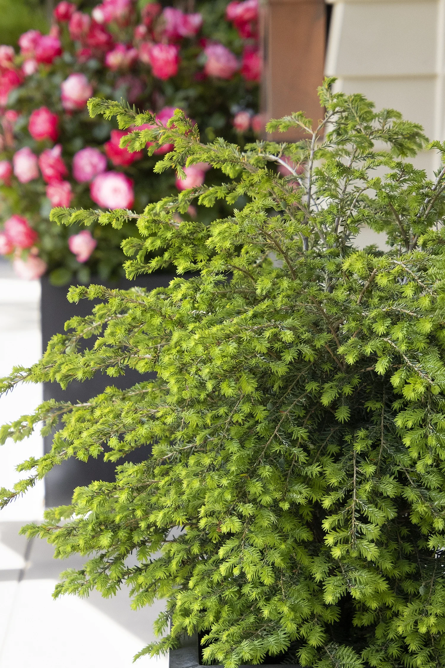 ©Monrovia by Doreen Wynja