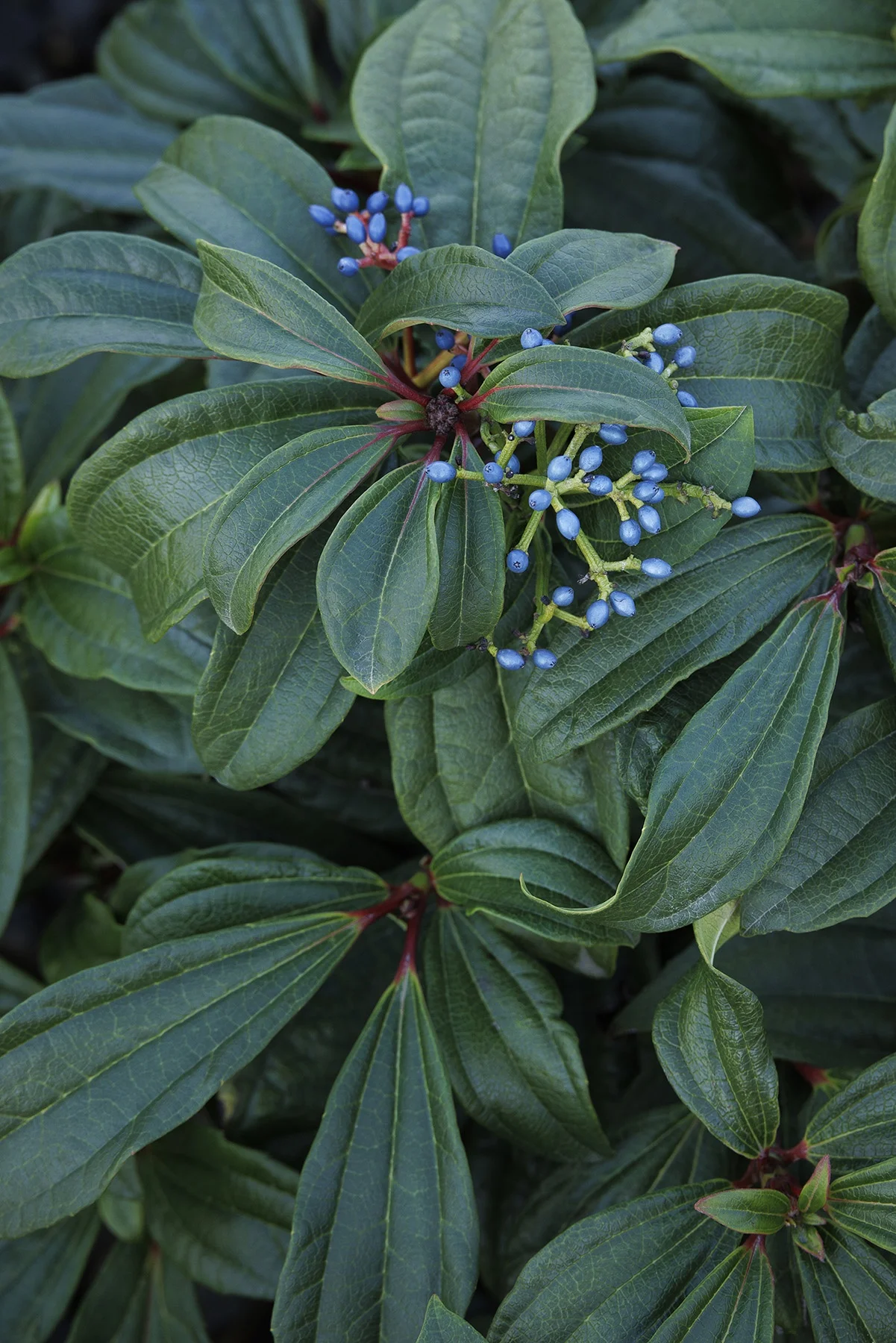 © Monrovia by Doreen Wynja