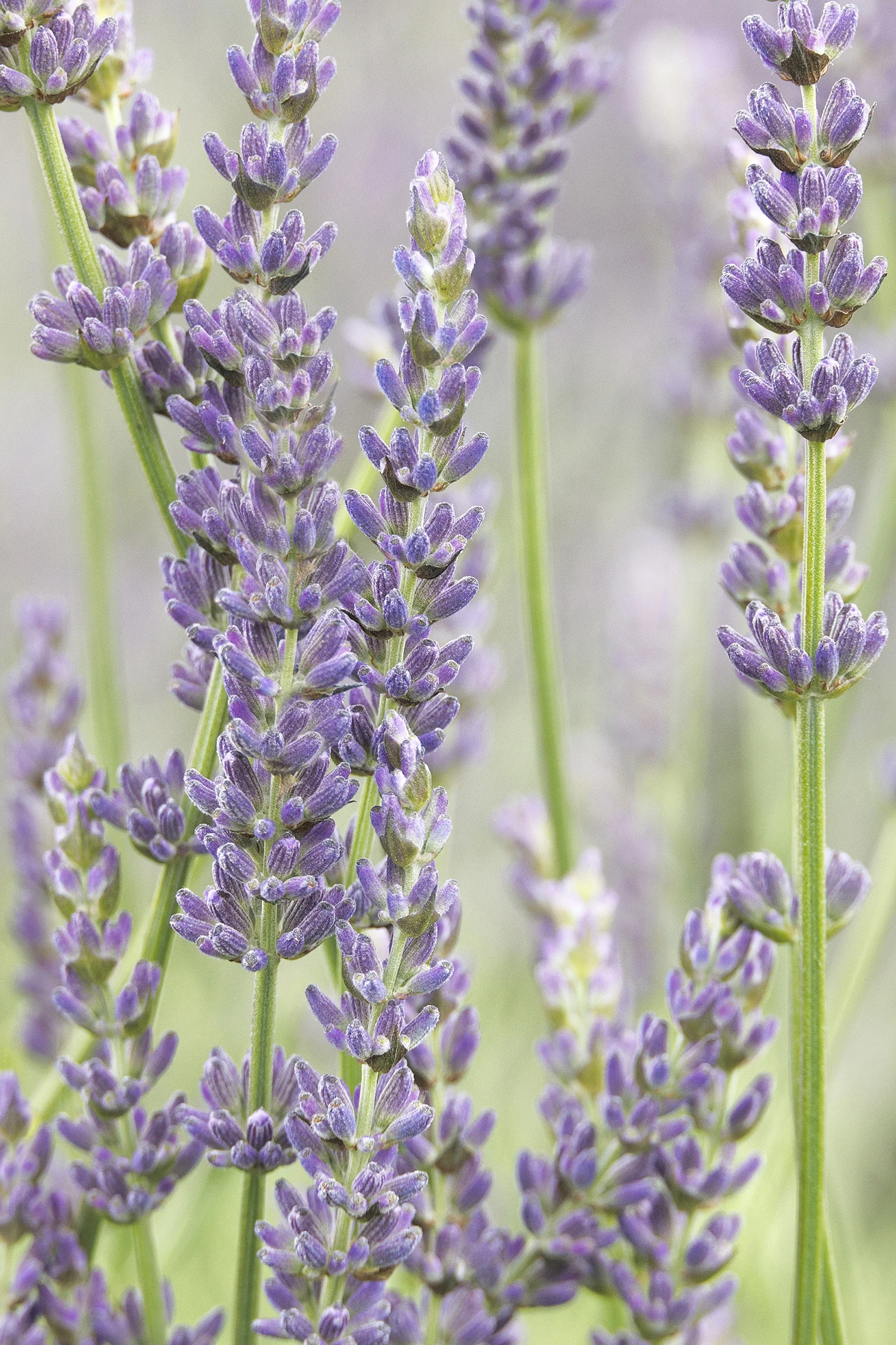 © Monrovia by Doreen Wynja