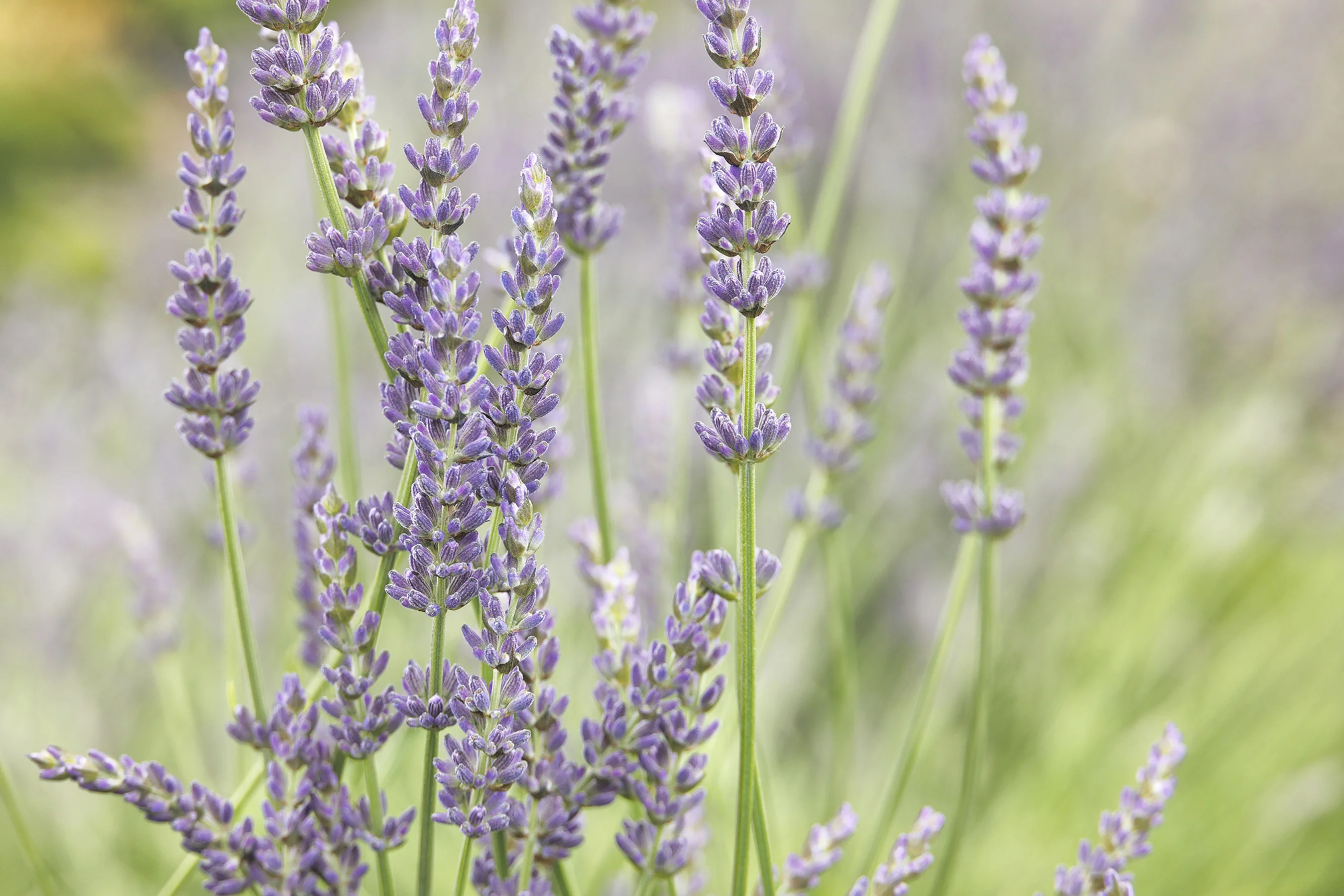 © Monrovia by Doreen Wynja