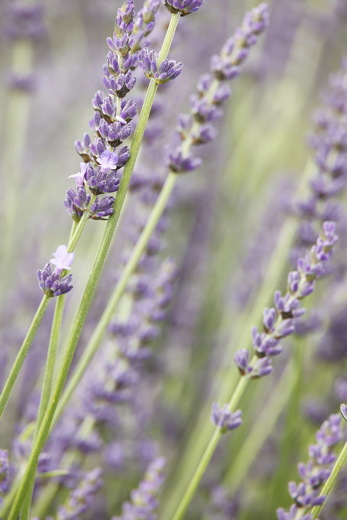 © Monrovia by Doreen Wynja