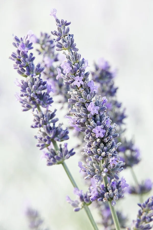 ©Monrovia, by Doreen Wynja