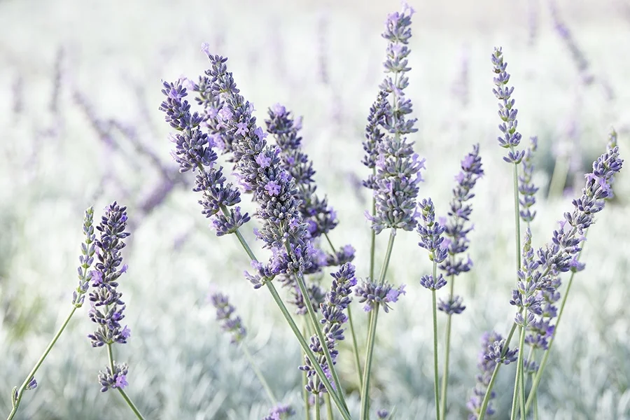 ©Monrovia, by Doreen Wynja