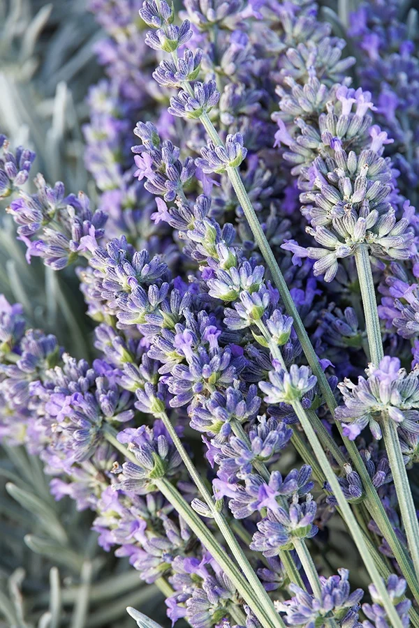 ©Monrovia, by Doreen Wynja