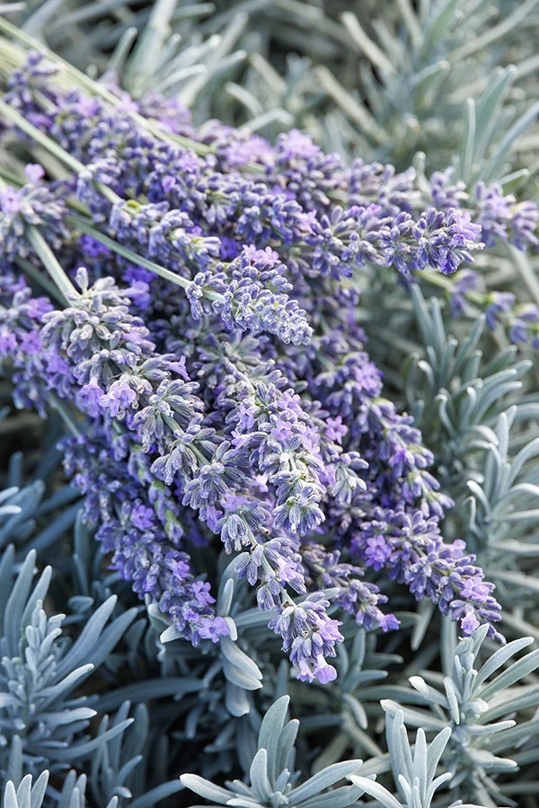 ©Monrovia, by Doreen Wynja