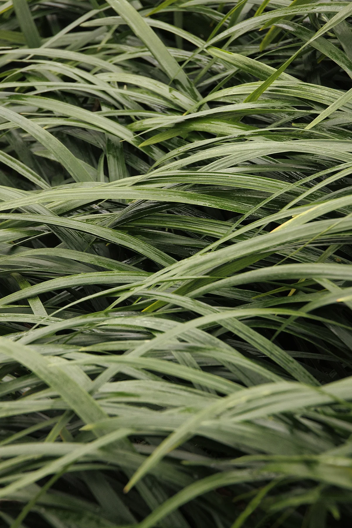 © Monrovia by Doreen Wynja