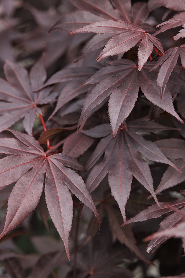 Monrovia Japanese Maple - Thumbnail 4