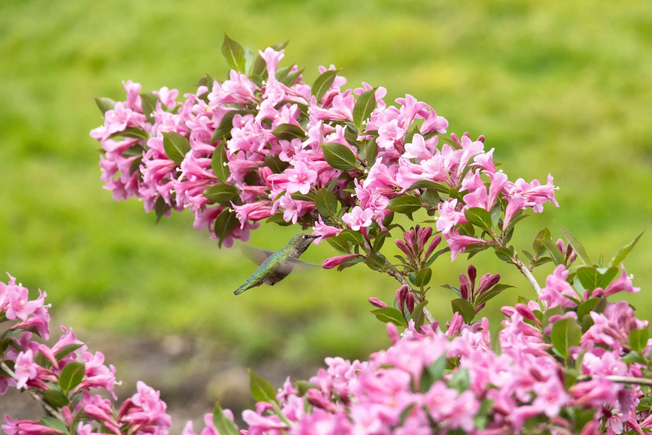 Pink Poppet Weigela, Weigela florida 'Plangen', Monrovia Plant