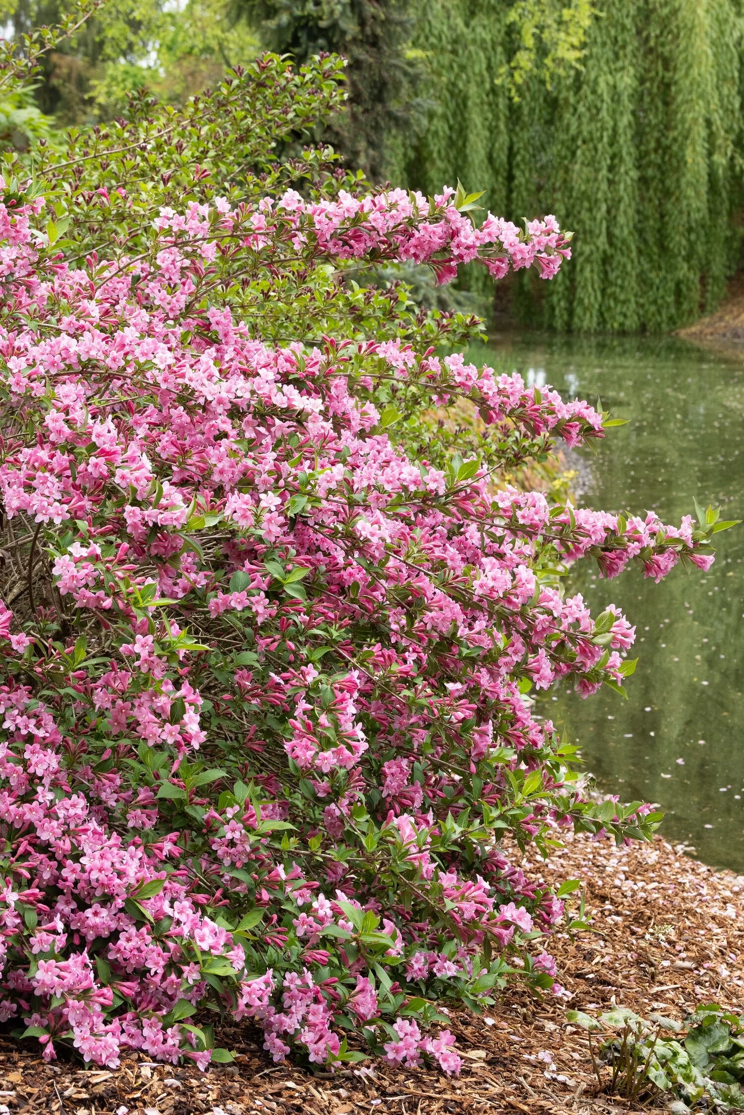 Pink Poppet Weigela, Weigela florida 'Plangen', Monrovia Plant
