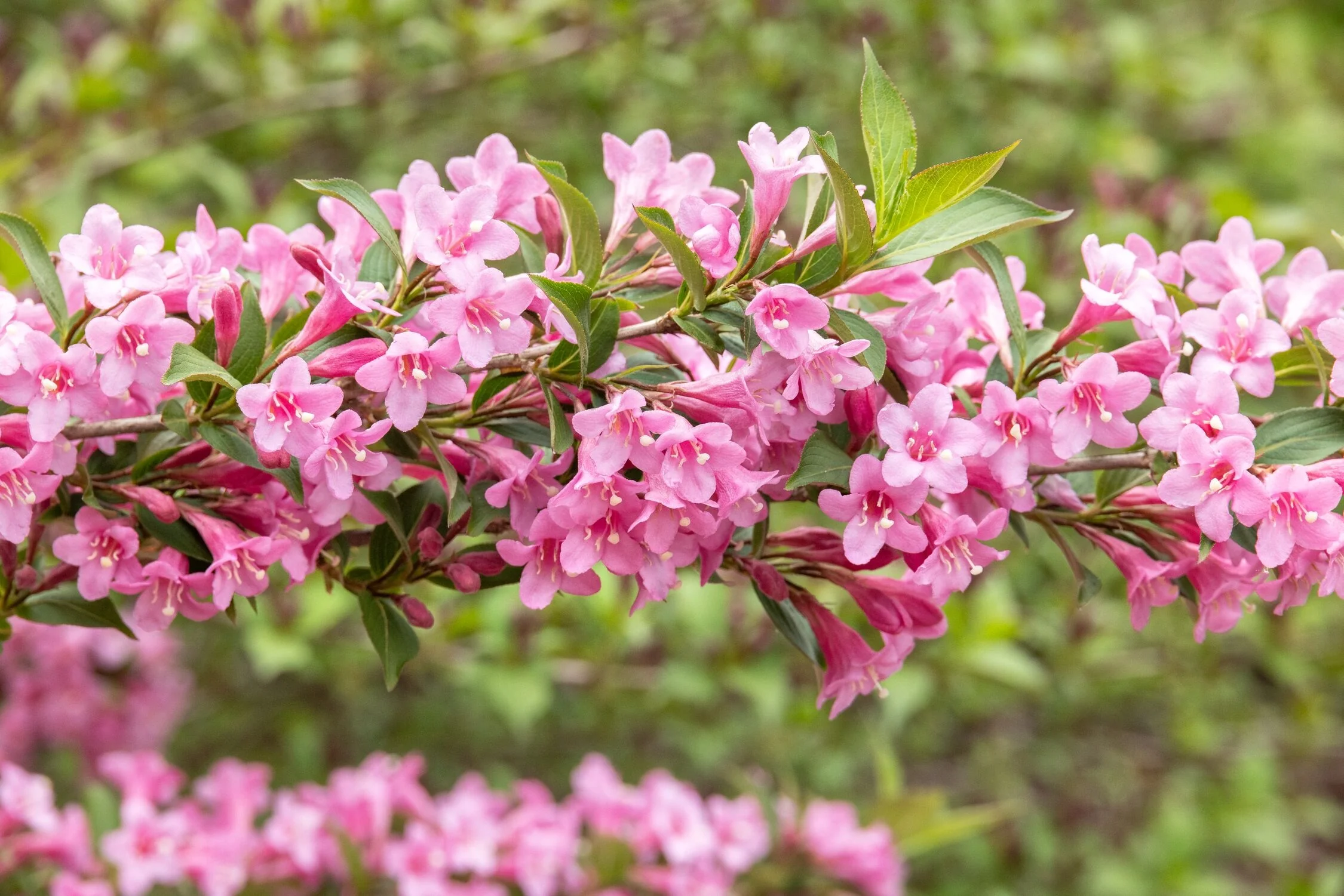 Pink Poppet Weigela, Weigela florida 'Plangen', Monrovia Plant