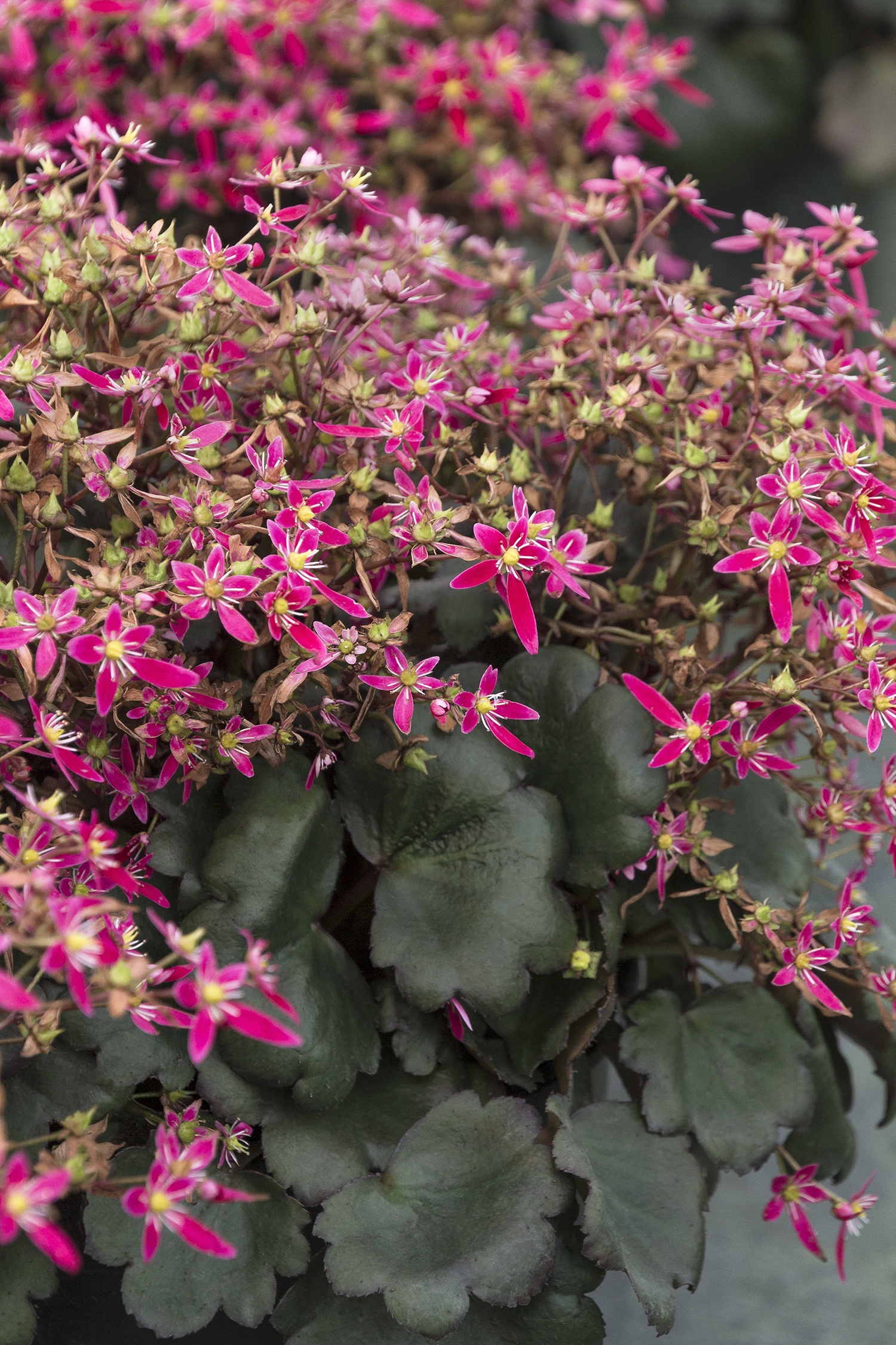 Berry Bright™ Saxifrage, Saxifraga fortunei 'Magenta', Monrovia Plant