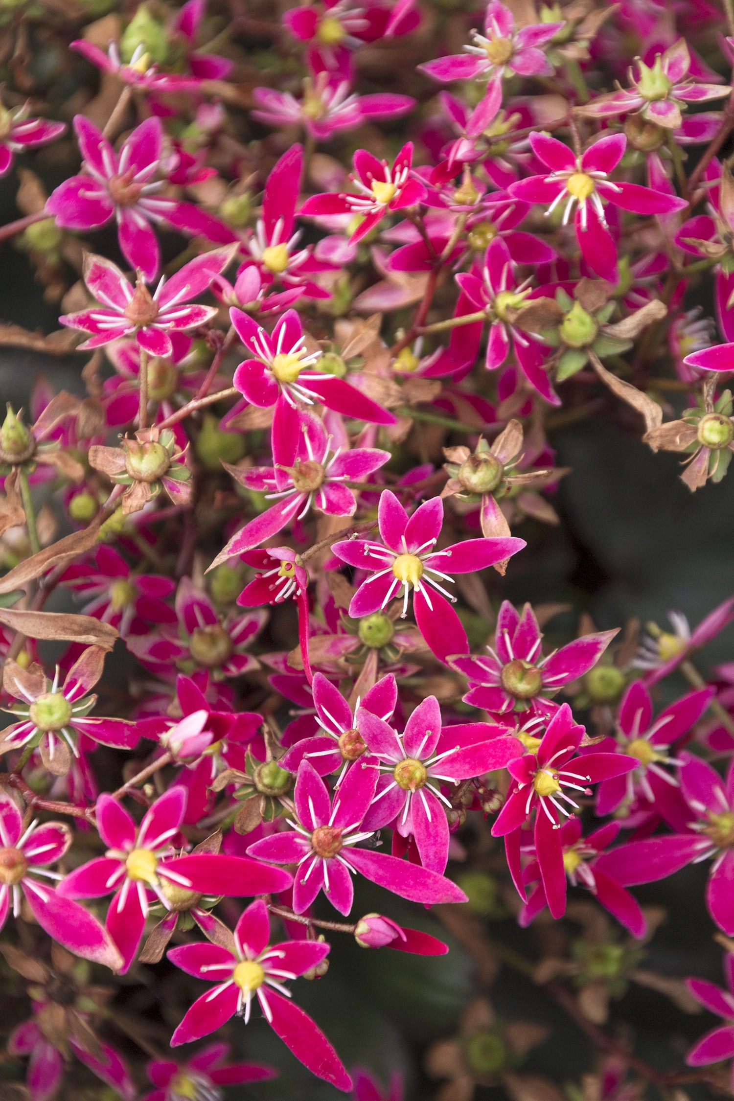 Berry Bright™ Saxifrage, Saxifraga fortunei 'Magenta', Monrovia Plant
