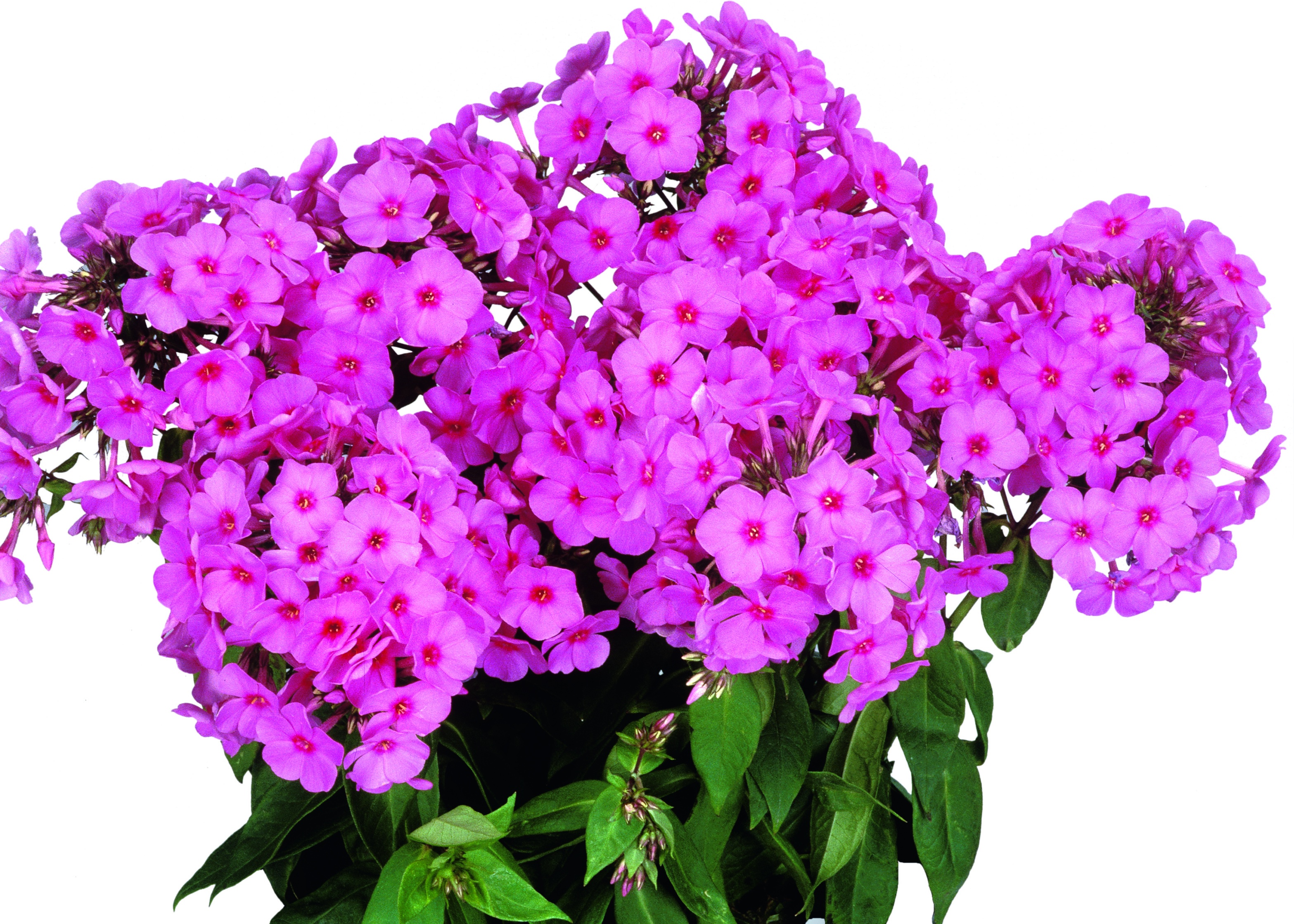 Flame® Pink Improved Garden Phlox, Phlox paniculata, Monrovia Plant