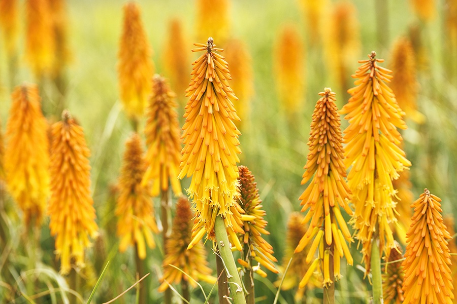 Mango Popsicle Dwarf Poker, Kniphofia hybrid 'Mango Popsicle' PP