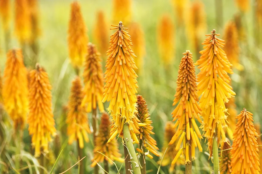 ©Monrovia by Doreen Wynja 