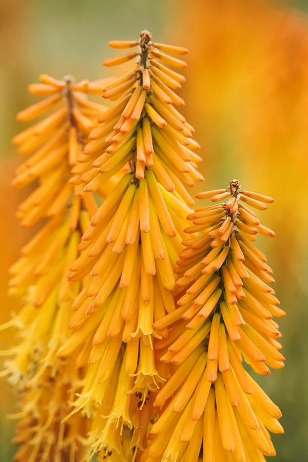 ©Monrovia by Doreen Wynja 