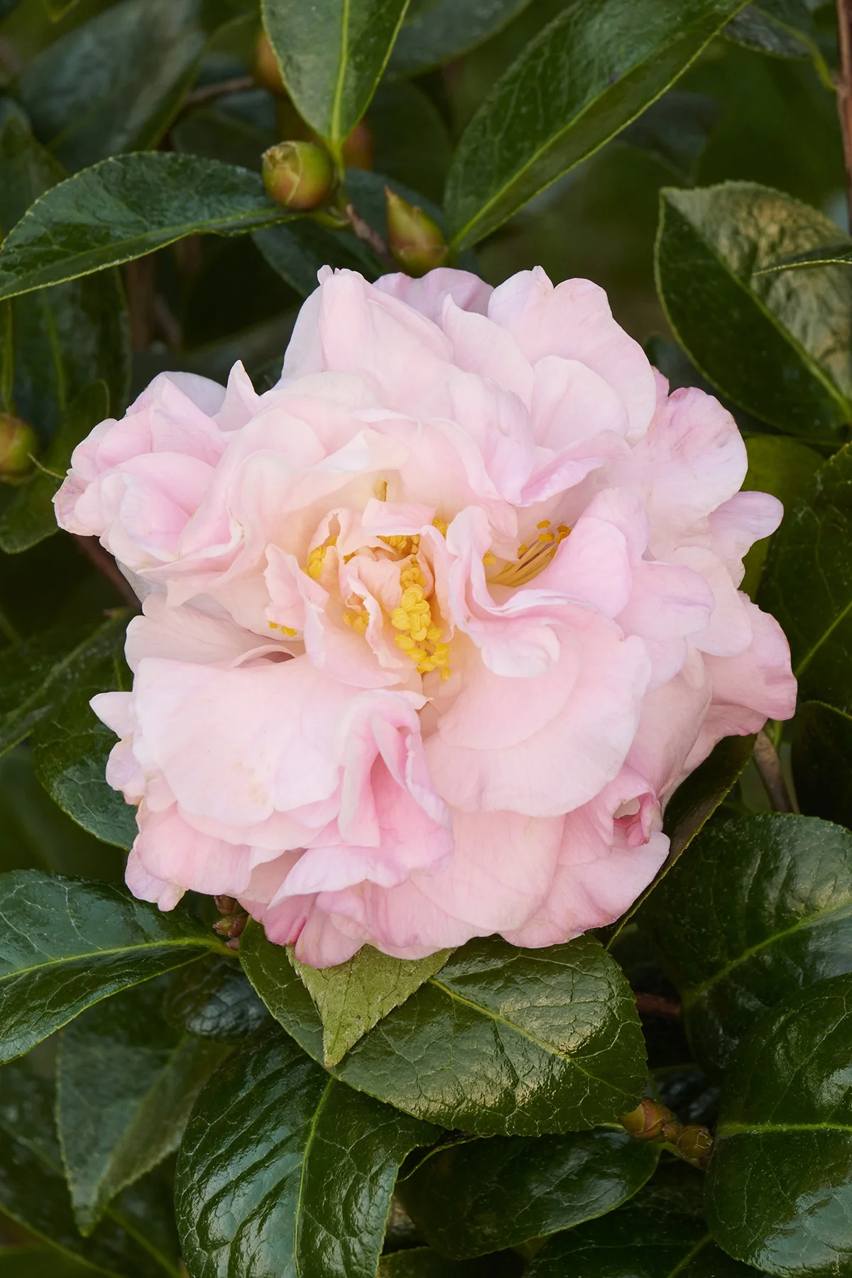 © Monrovia by Brandon Friend-Solis
