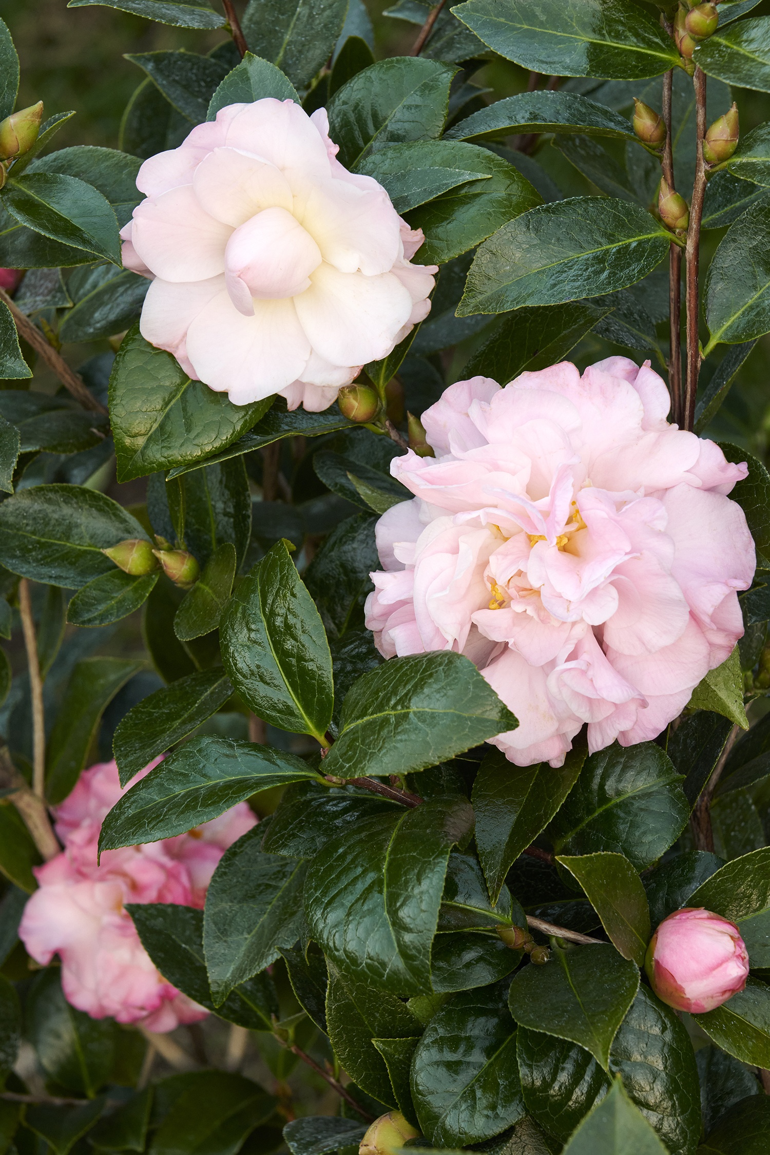 Jury's Pearl Camellia, Camellia x 'Jury's Pearl' (C. pitardii x