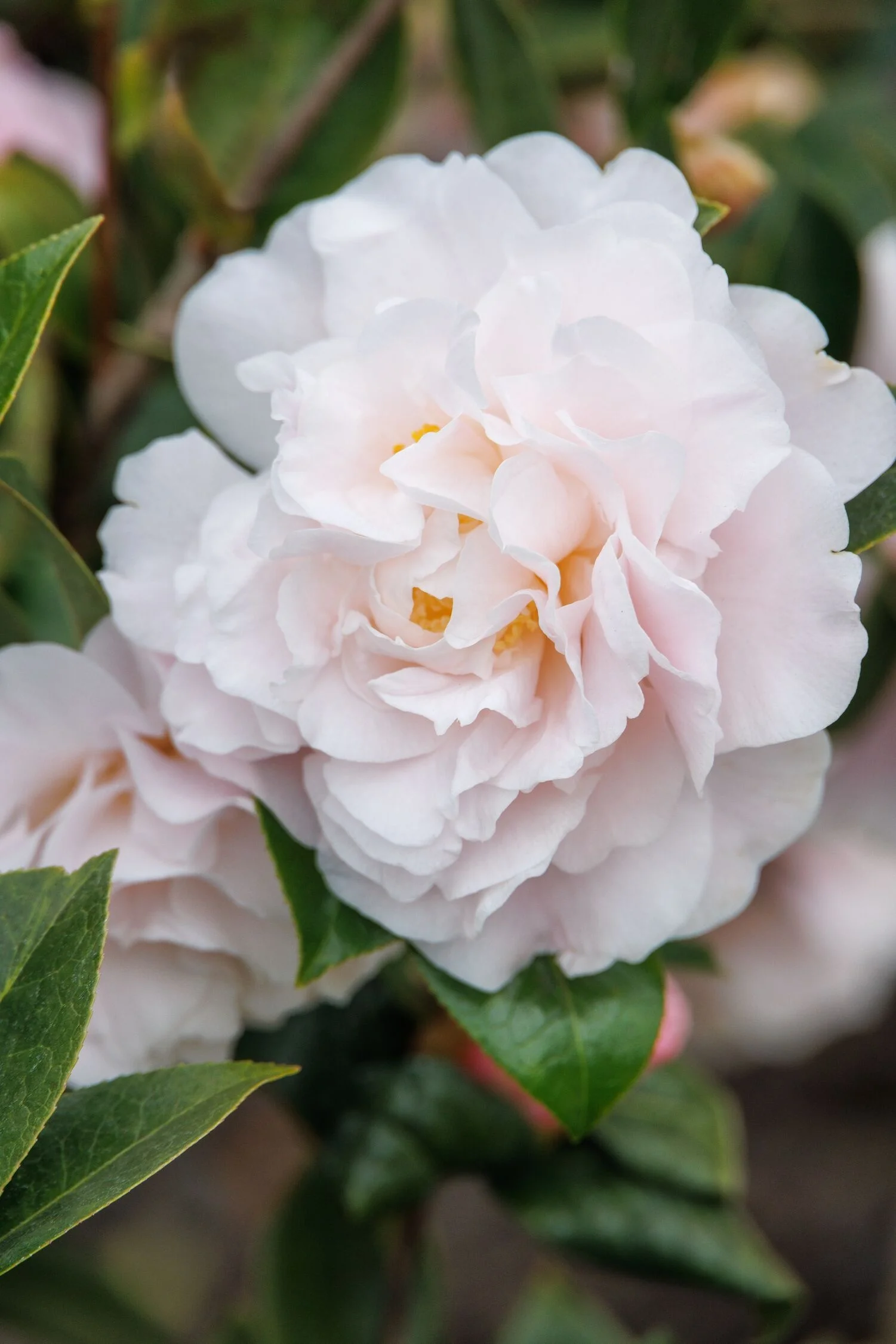 © Monrovia by Doreen Wynja 