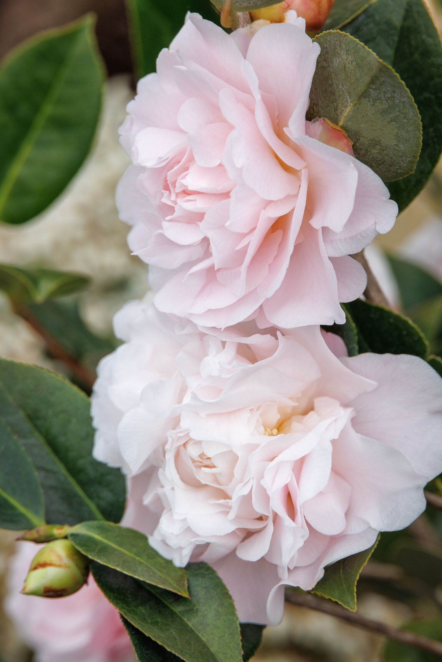 Jury's Pearl Camellia, Camellia x 'Jury's Pearl' (C. pitardii x