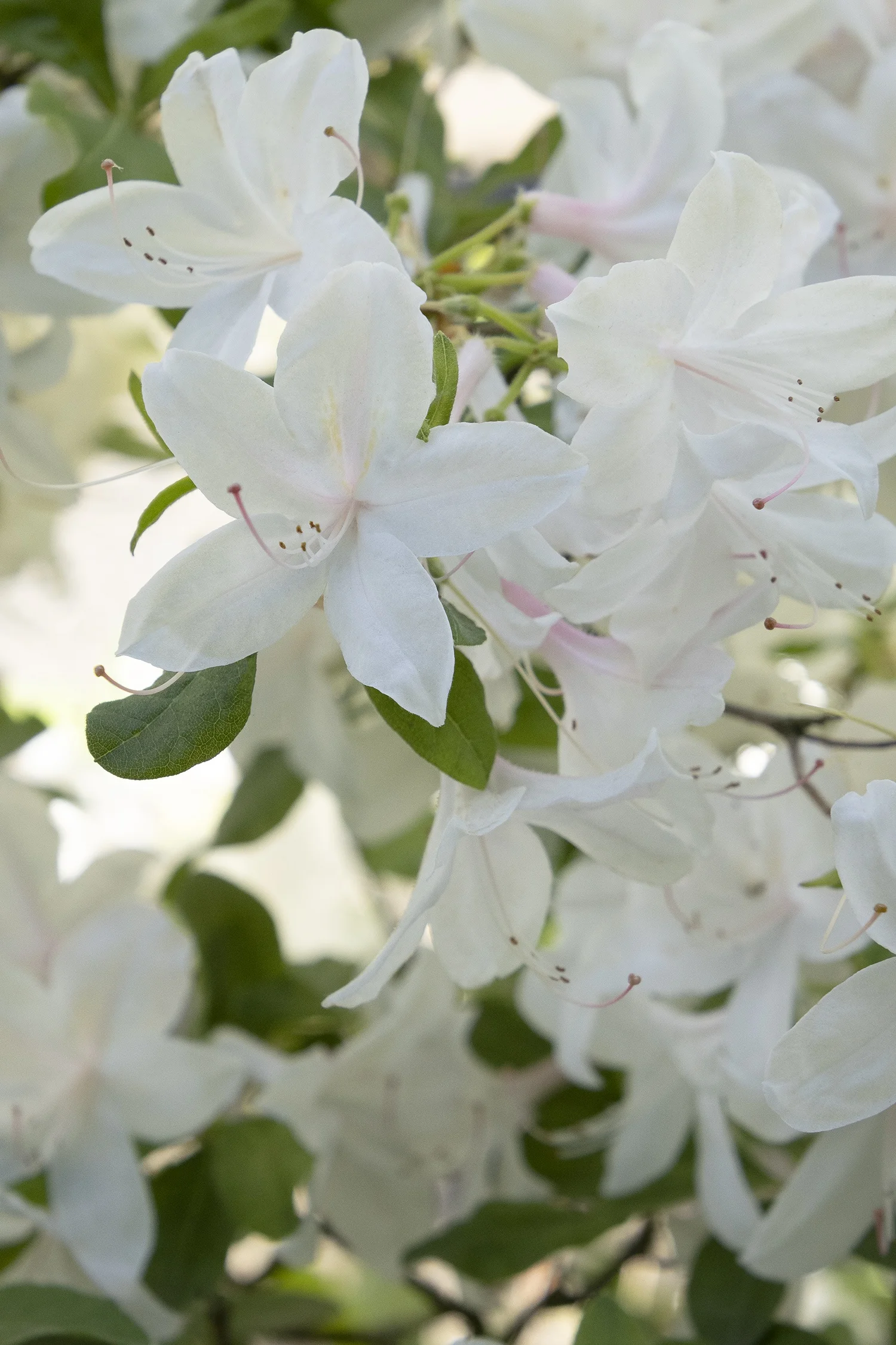 ©Monrovia by Doreen Wynja