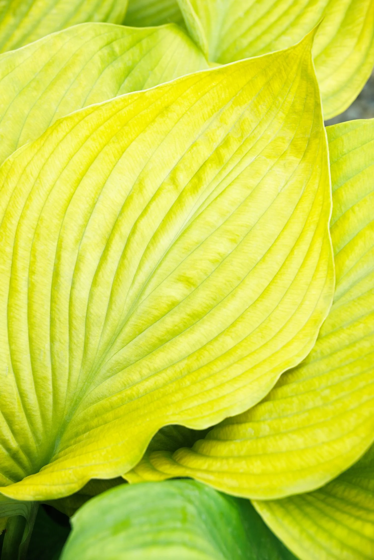 © Monrovia by Doreen Wynja