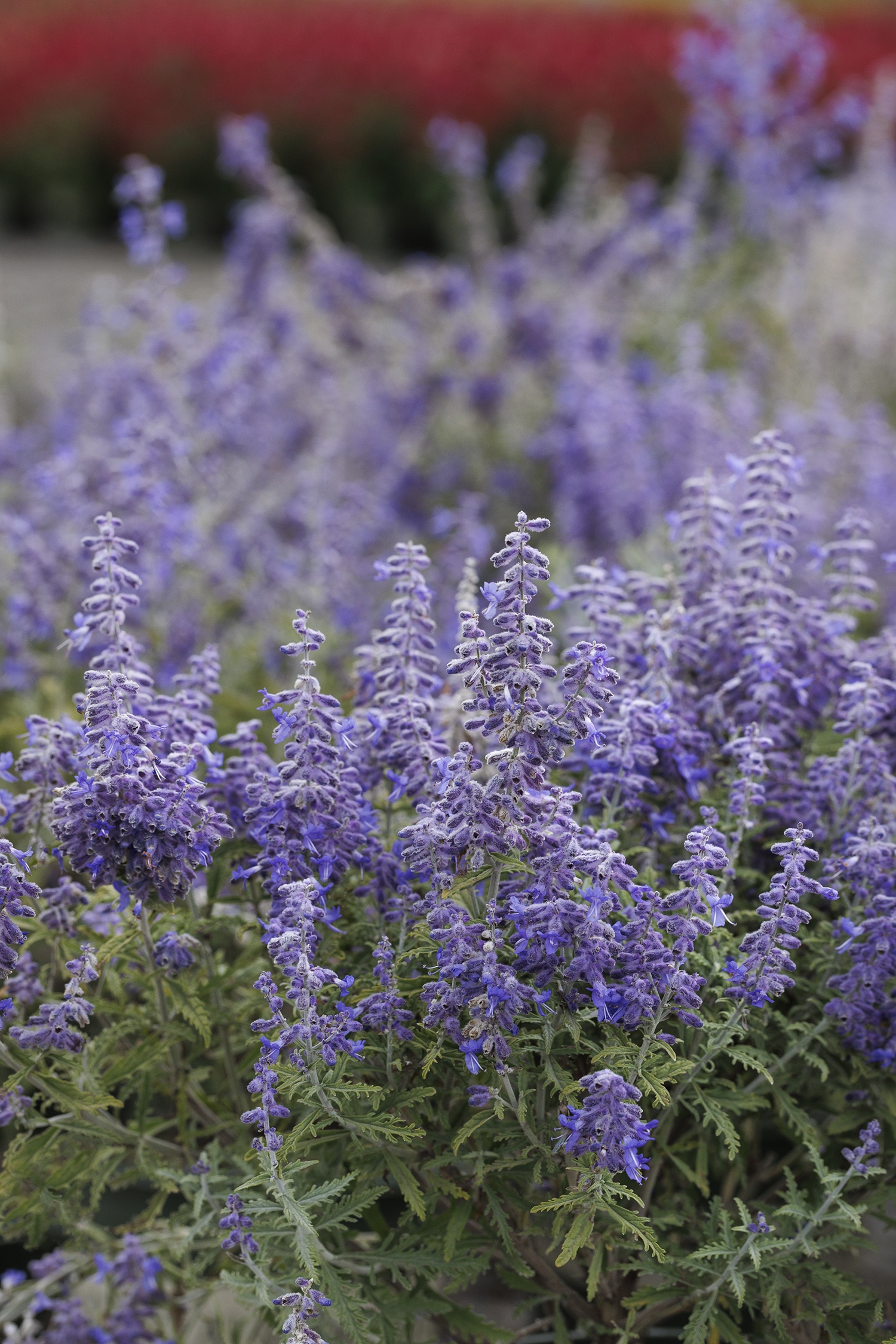 Monrovia Lacey Blue Russian Sage - Thumbnail 2