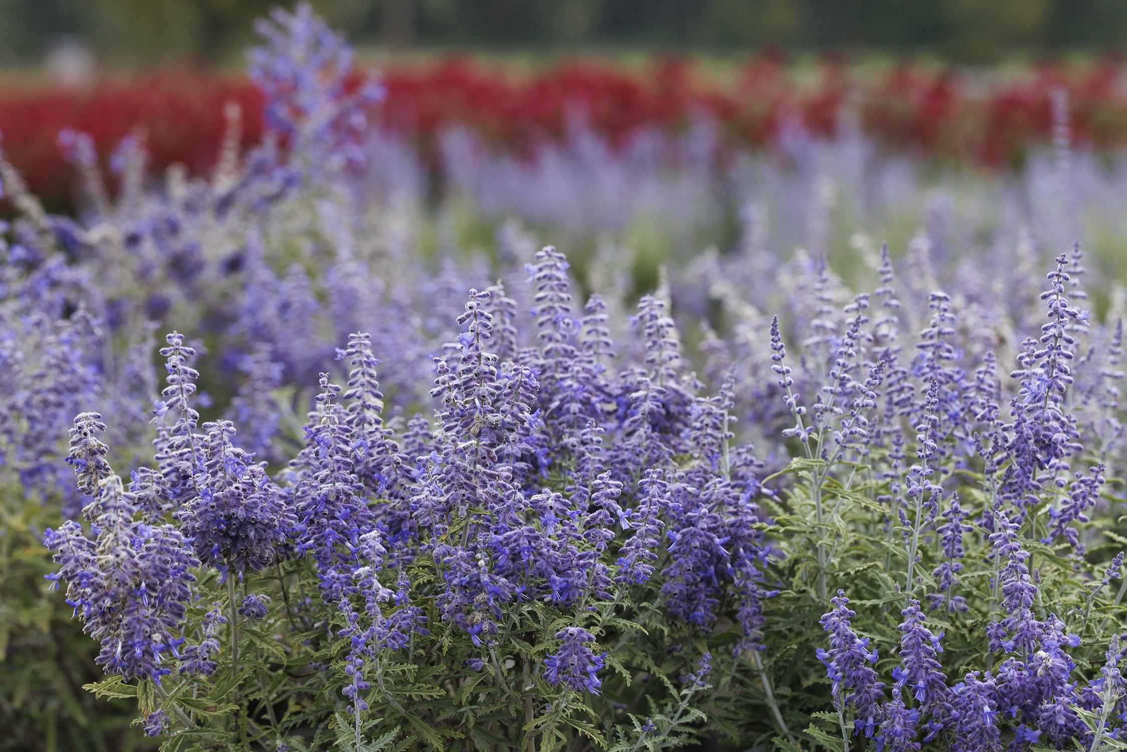 Monrovia Lacey Blue Russian Sage - Thumbnail 3