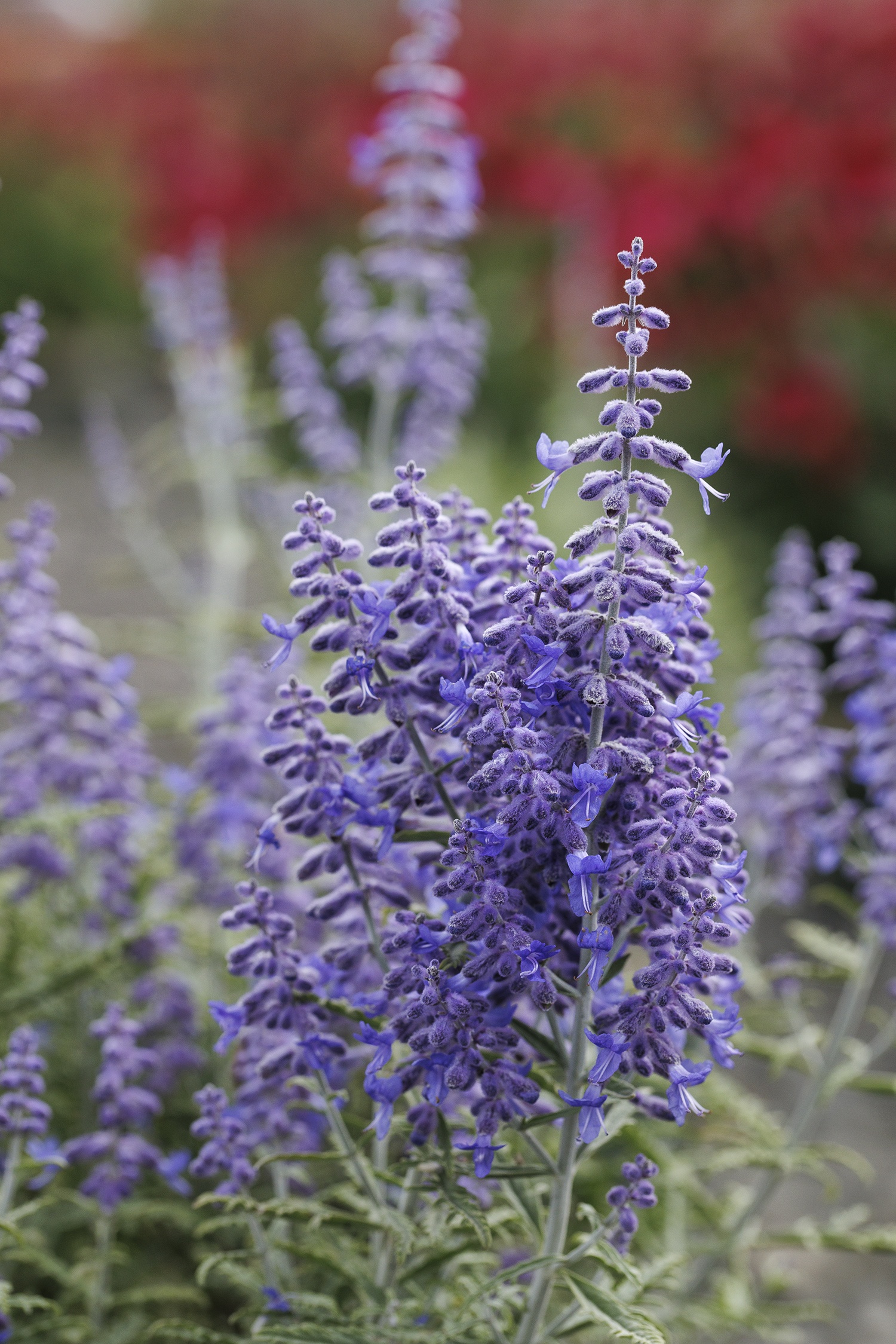 Monrovia Lacey Blue Russian Sage - Thumbnail 5