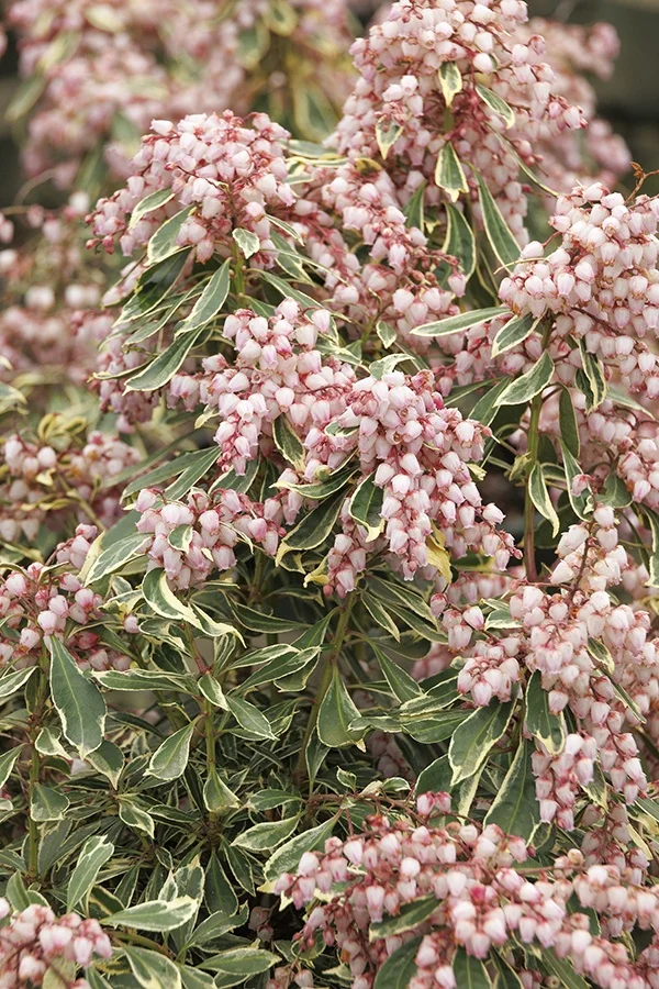 ©Monrovia by Doreen Wynja