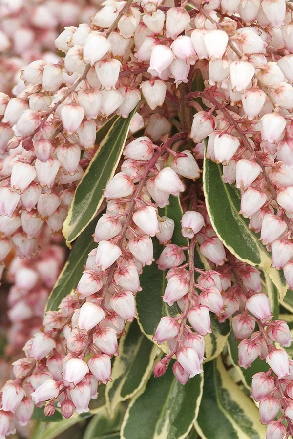 ©Monrovia by Doreen Wynja