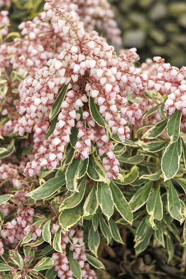 ©Monrovia by Doreen Wynja