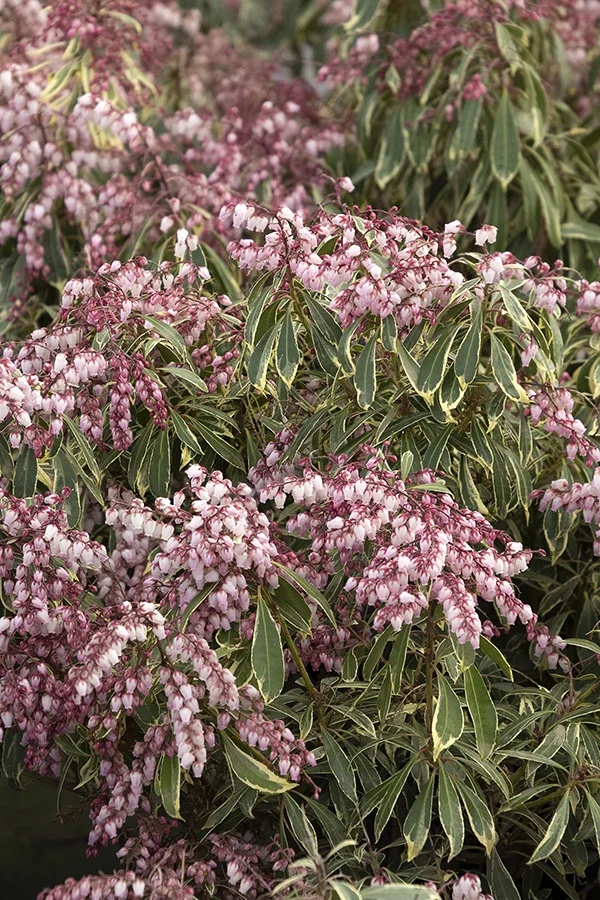 ©Monrovia by Doreen Wynja