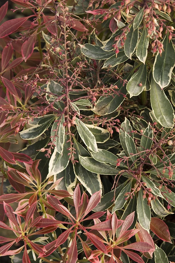 ©Monrovia by Doreen Wynja