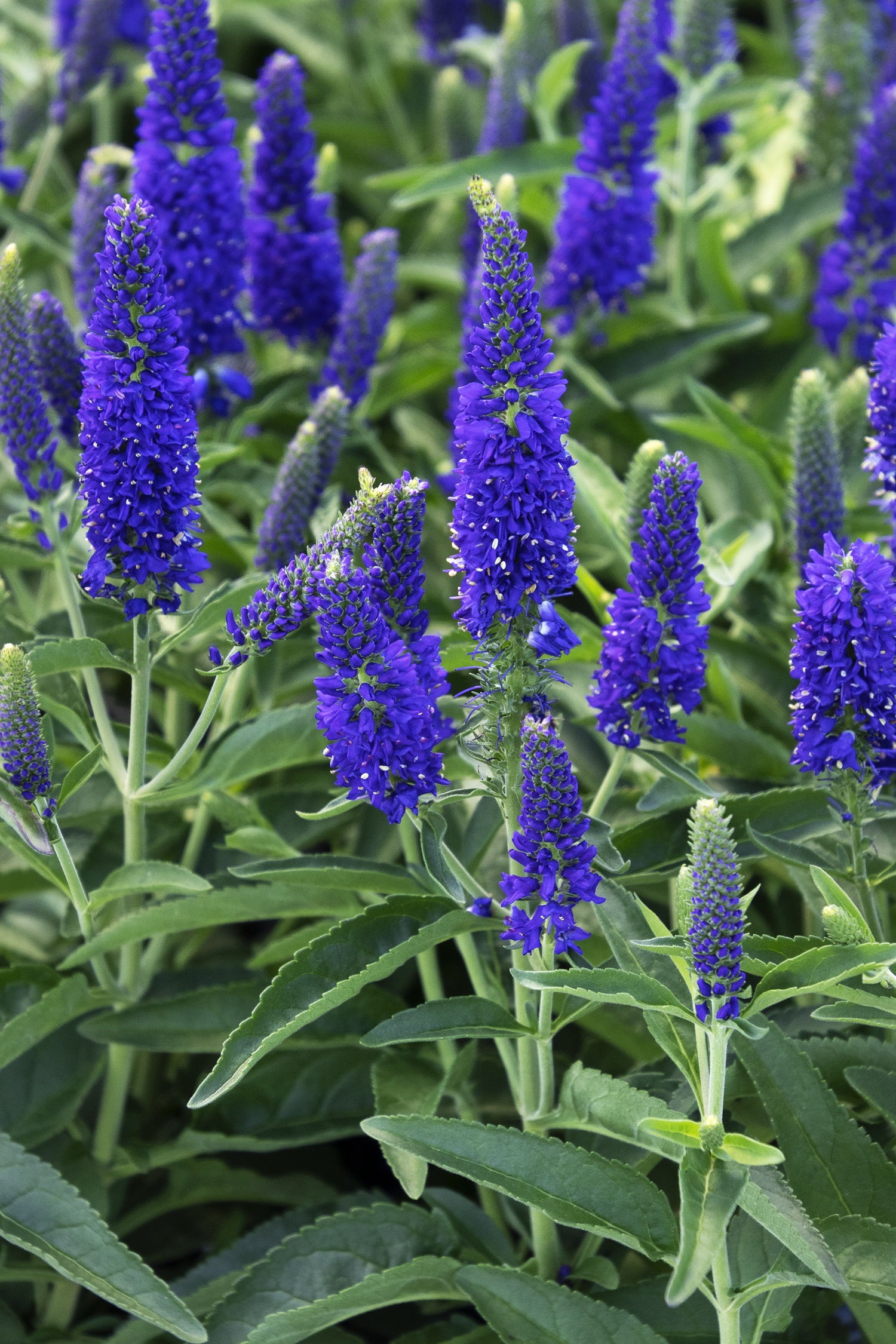 Monrovia Vernique Veronica - Thumbnail 2