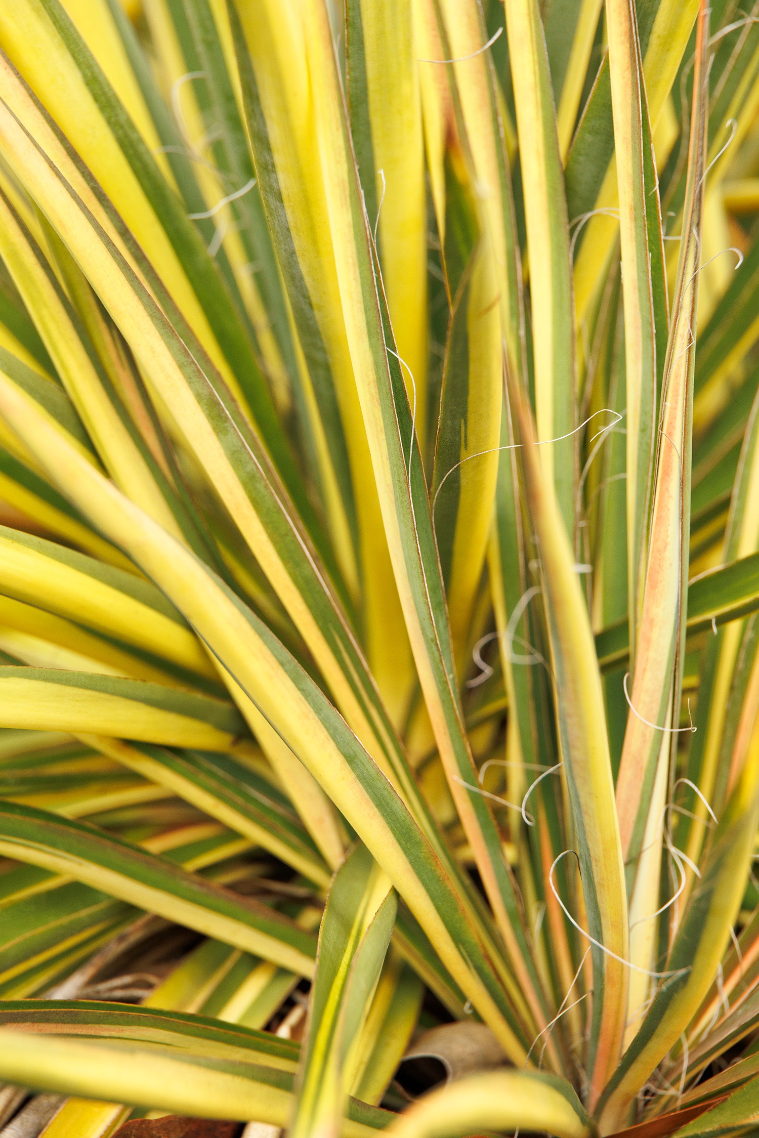 yuccaページ Color Guard Yucca, Yucca filamentosa 'Color Guard', Monrovia Plant