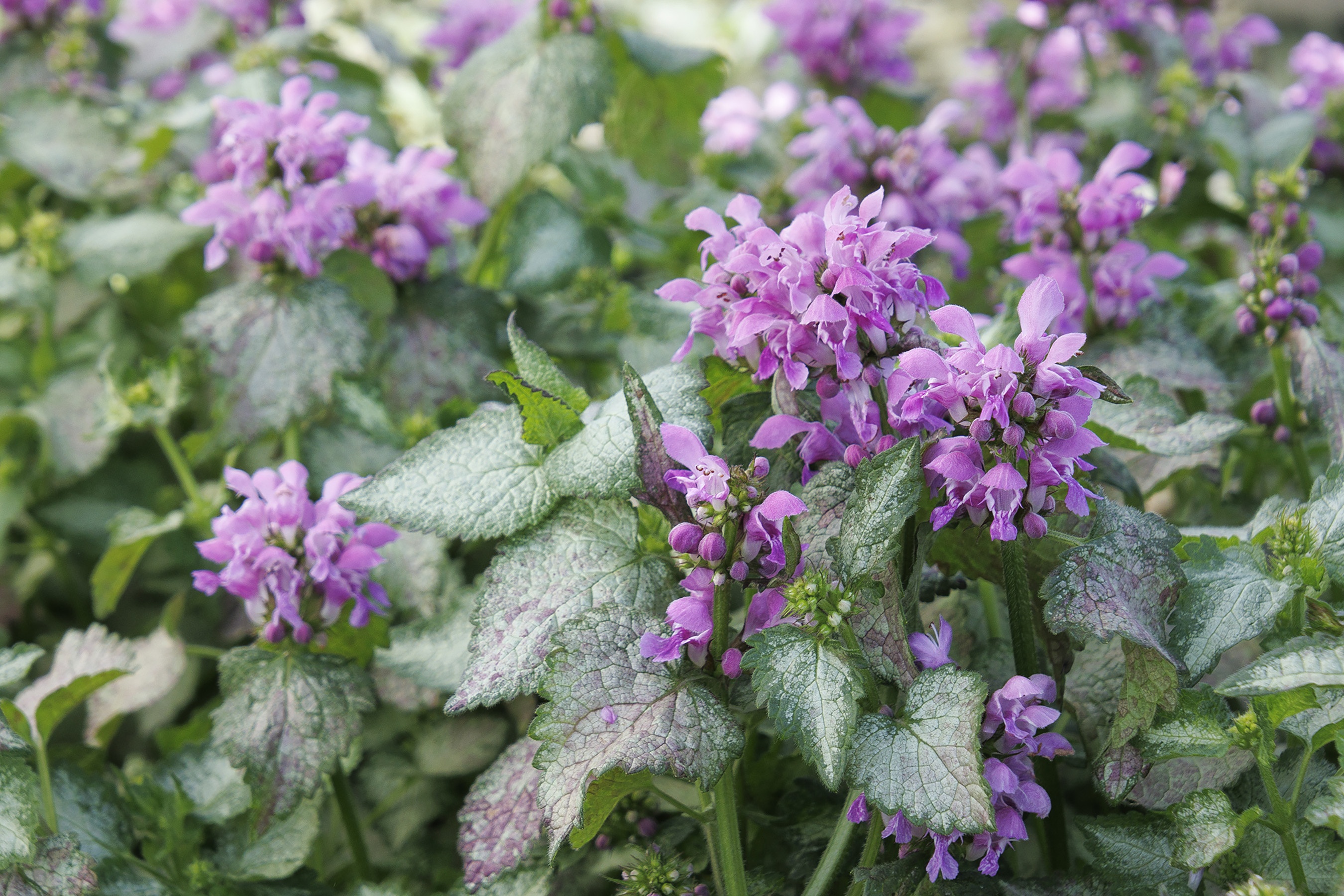 Orchid Frost Spotted Dead Nettle, Lamium maculatum 'Orchid Frost'