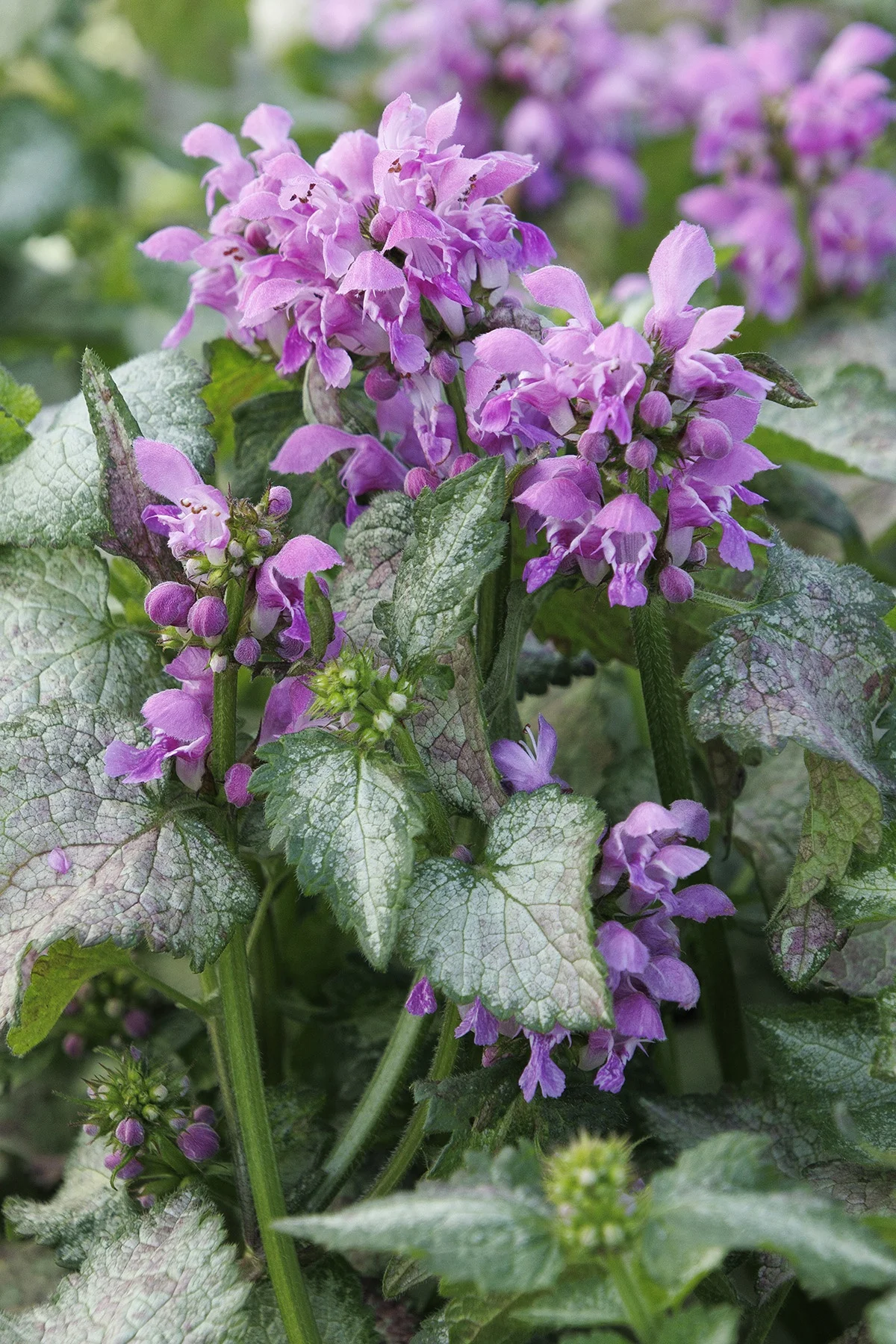 © Monrovia by Doreen Wynja