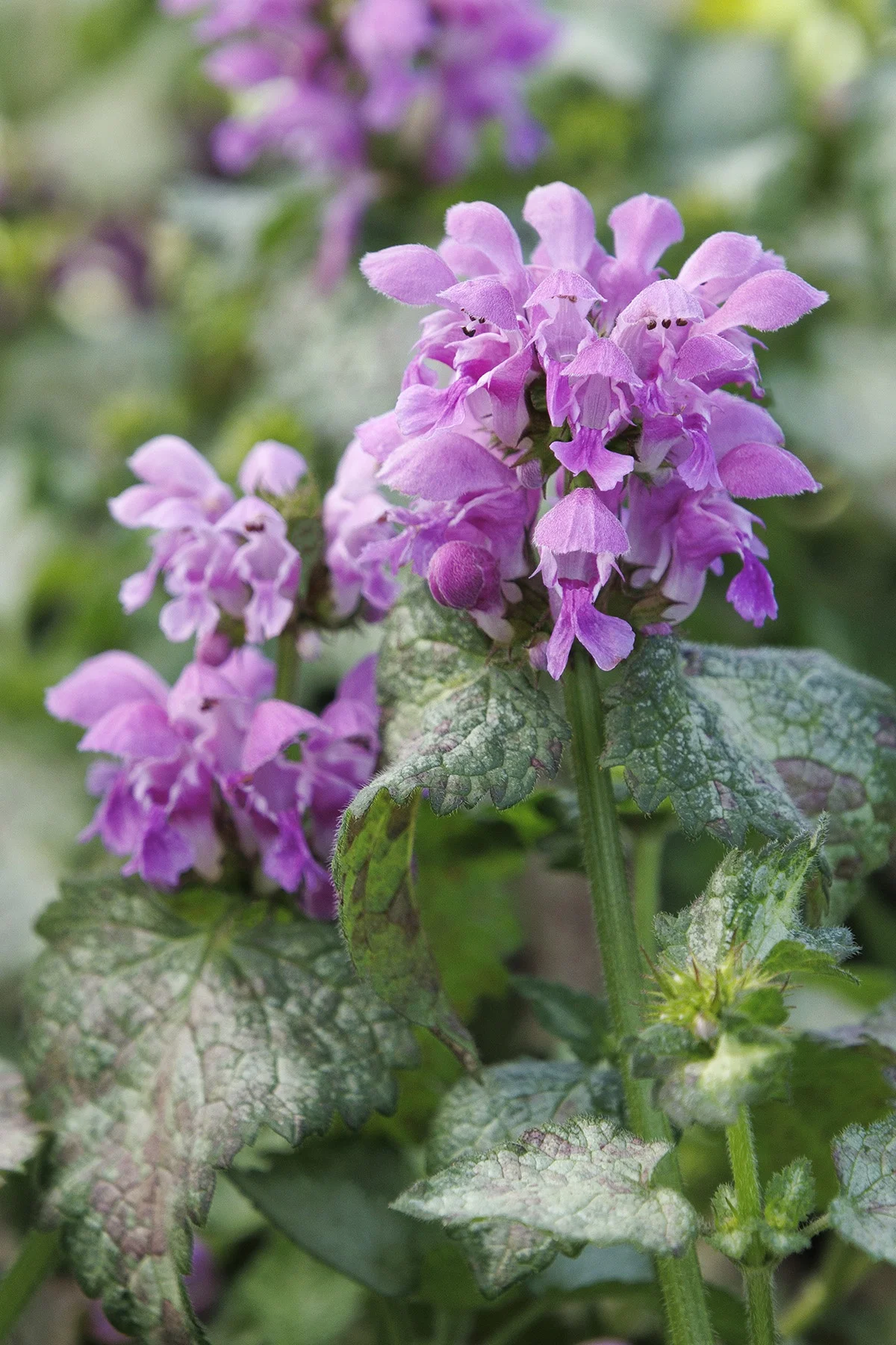 © Monrovia by Doreen Wynja