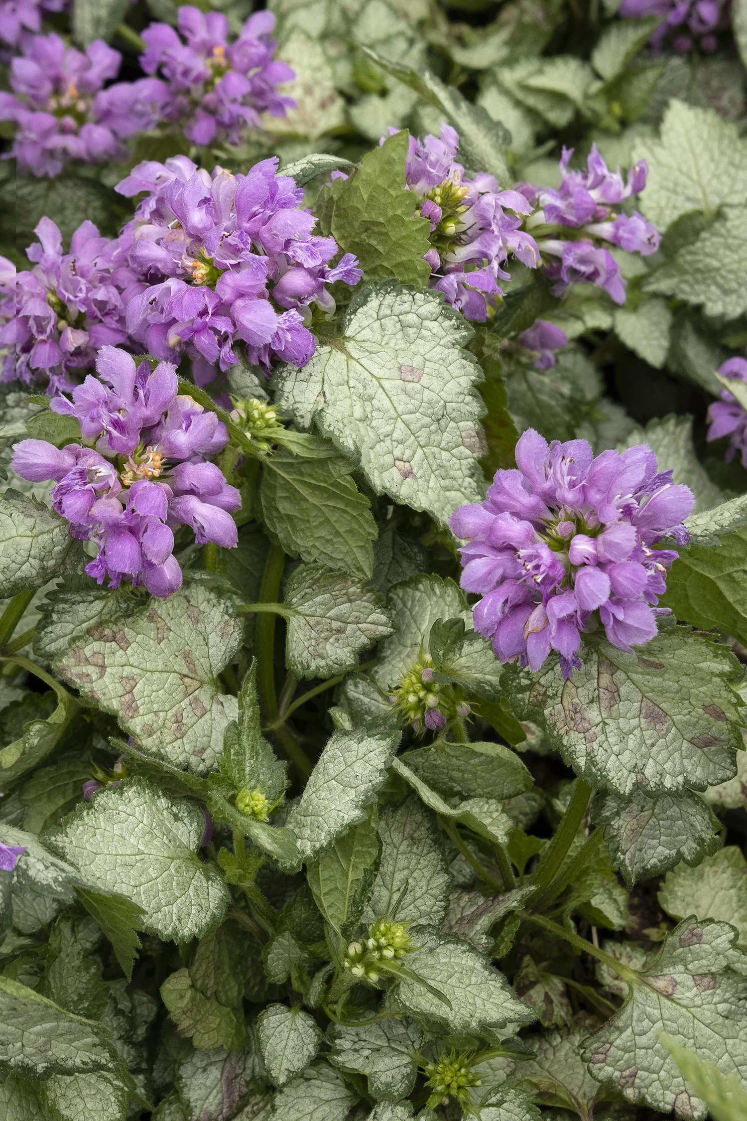 ©Monrovia by Doreen Wynja 