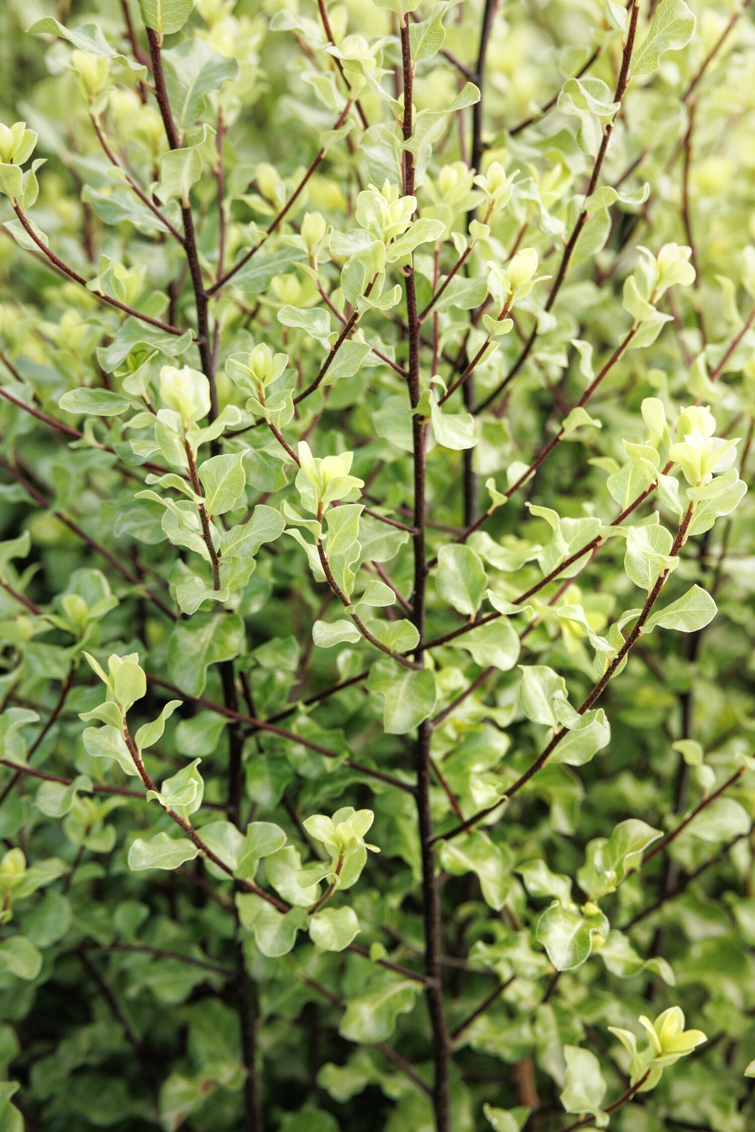 plant milker Milky Plant