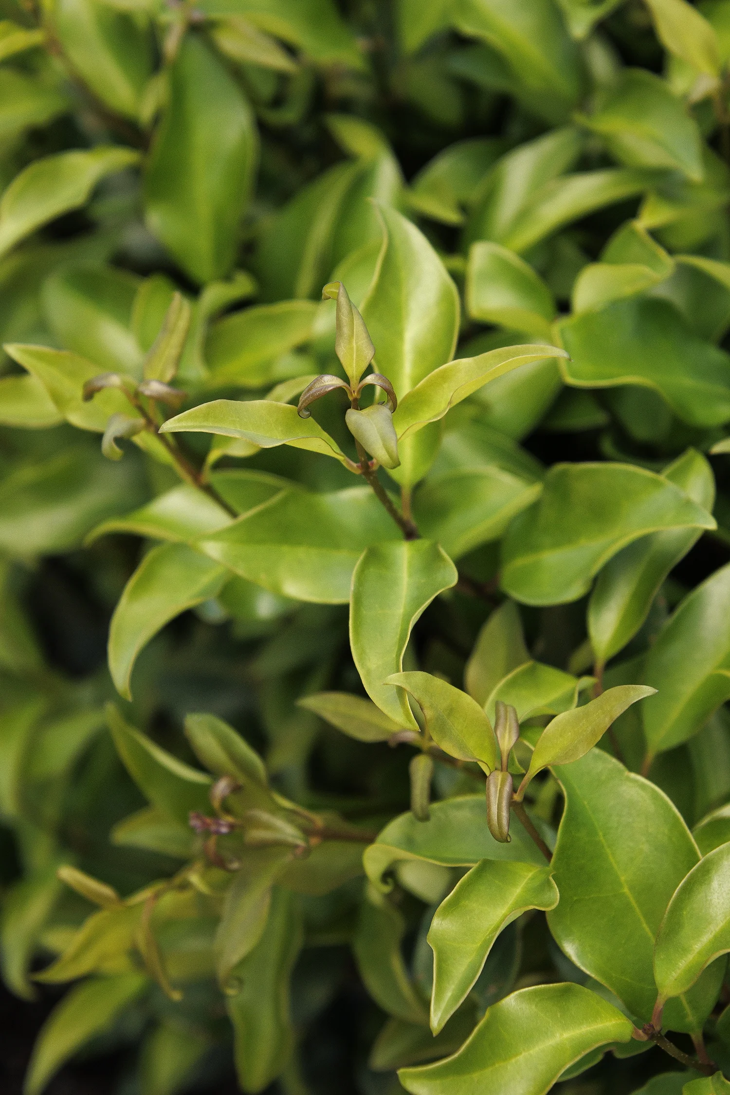 © Monrovia by Doreen Wynja