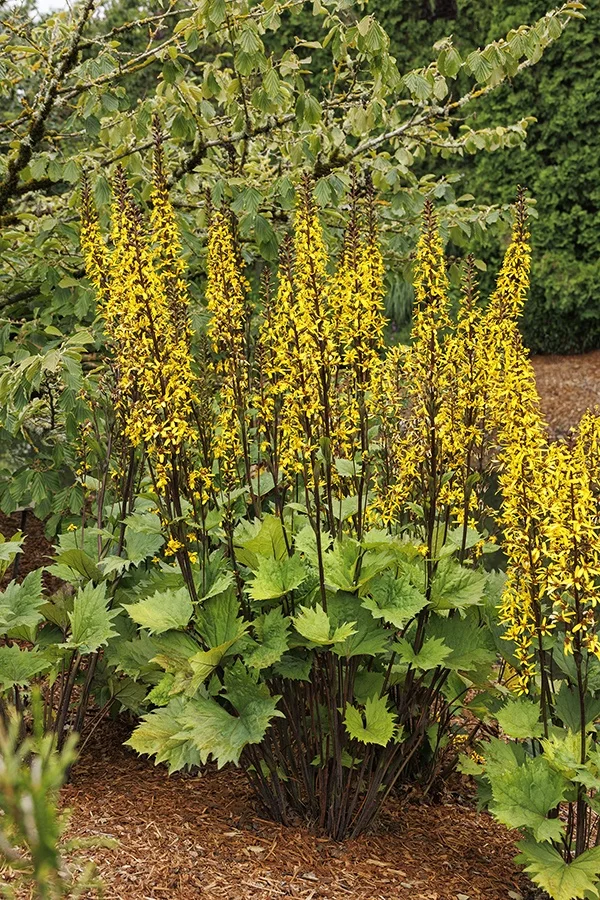 ©Monrovia, by Doreen Wynja