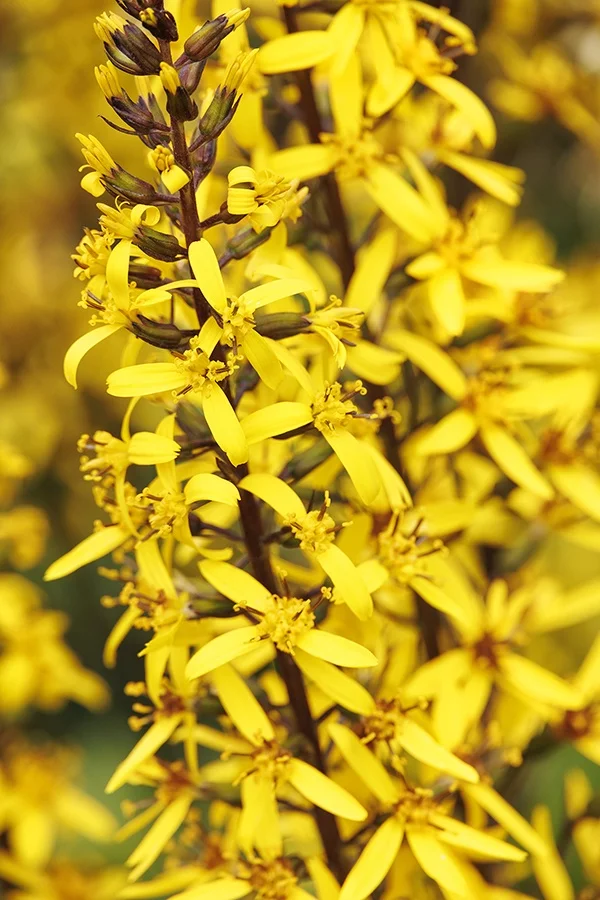 ©Monrovia, by Doreen Wynja