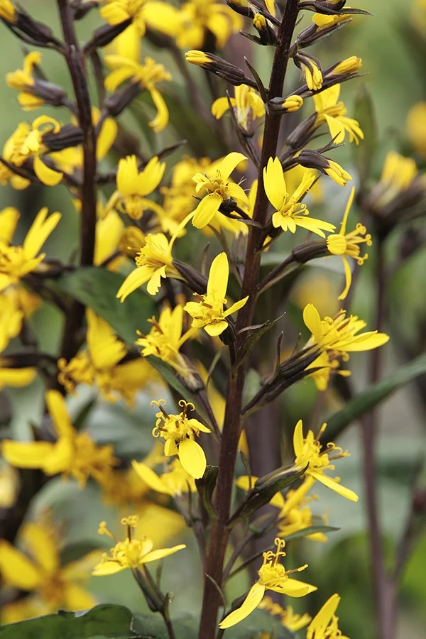 ©Monrovia, by Doreen Wynja