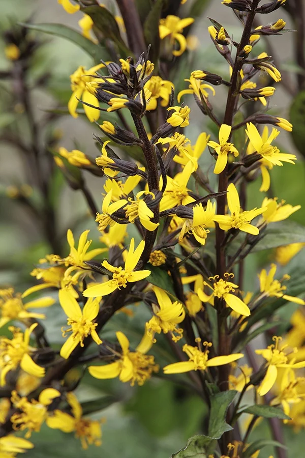 ©Monrovia, by Doreen Wynja