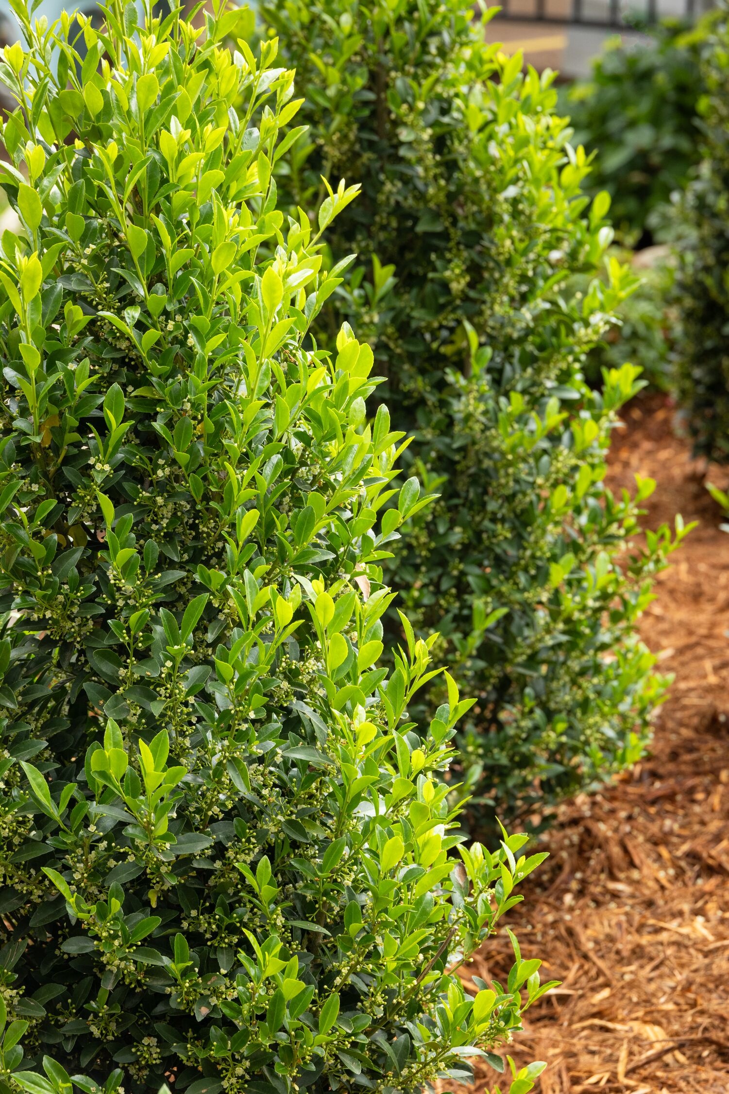 Emerald Colonnade® Holly, Ilex x 'RutHol1' PP #23,905, Monrovia Plant
