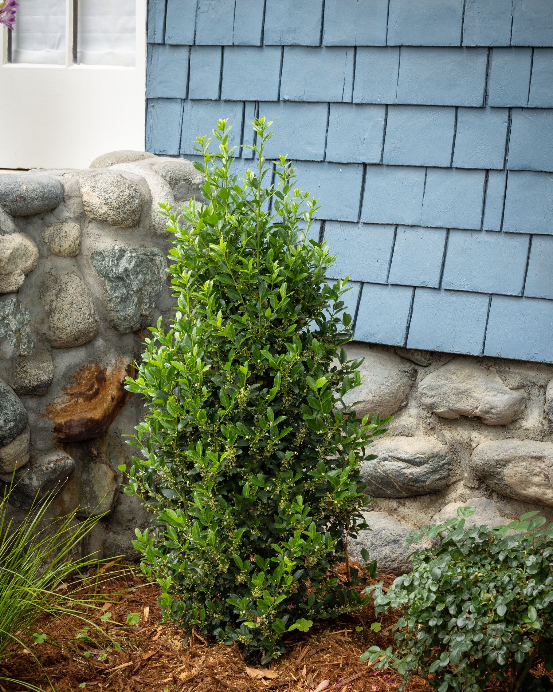 Emerald Colonnade® Holly, Ilex x 'RutHol1' PP #23,905, Monrovia Plant
