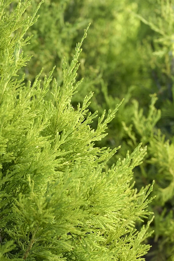 ©Monrovia, by Brandon Friend-Solis