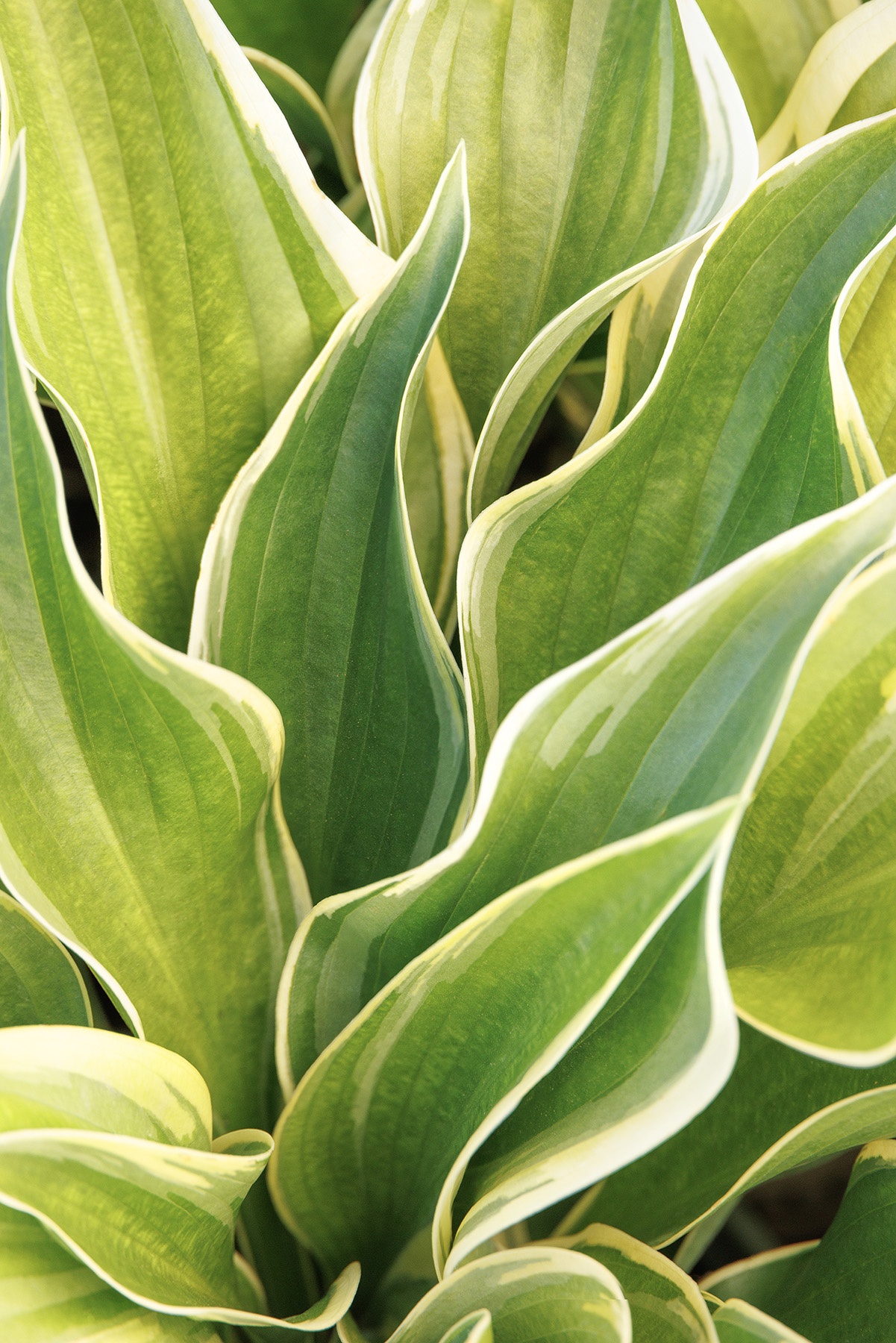 Victory Hosta, Hosta x 'Victory', Monrovia Plant